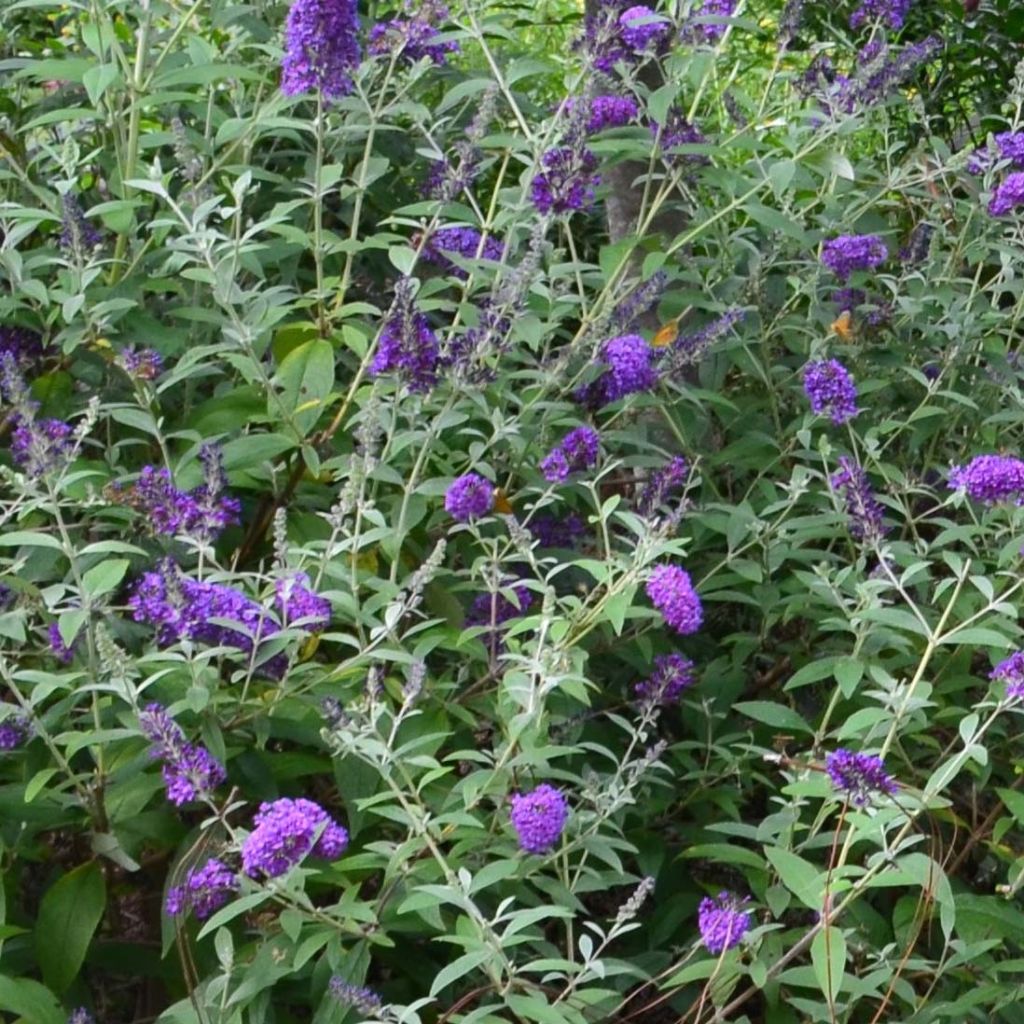 Buddleja davidii Groovy Grape