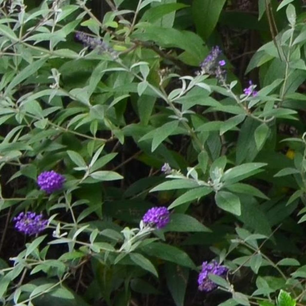 Buddleja davidii Groovy Grape