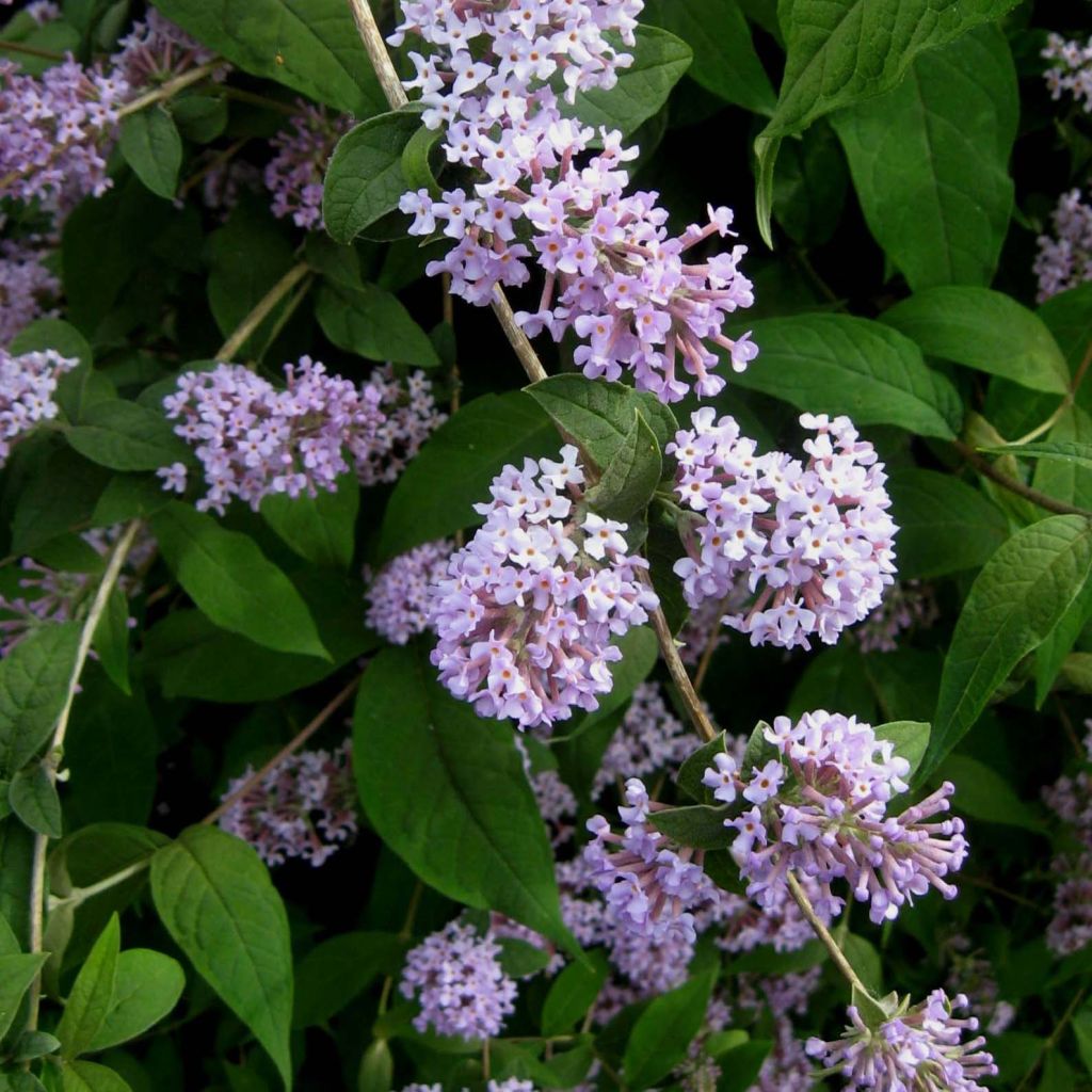 Buddleja delavayi