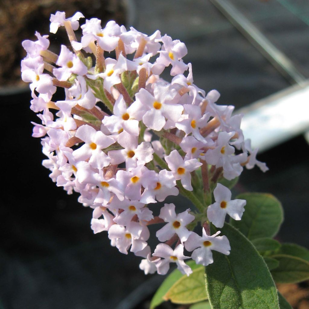 Buddleja delavayi