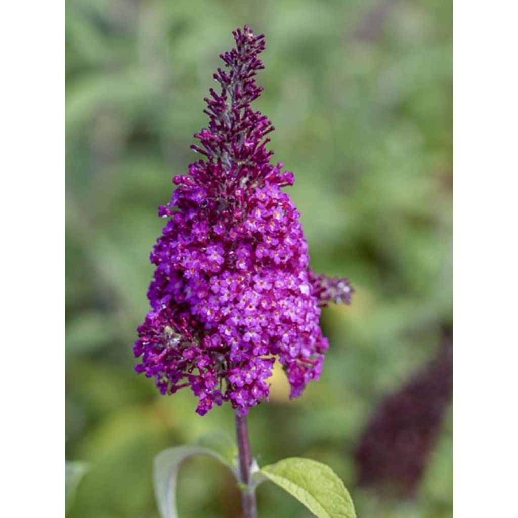 Buddleja davidii Funky Fucsia