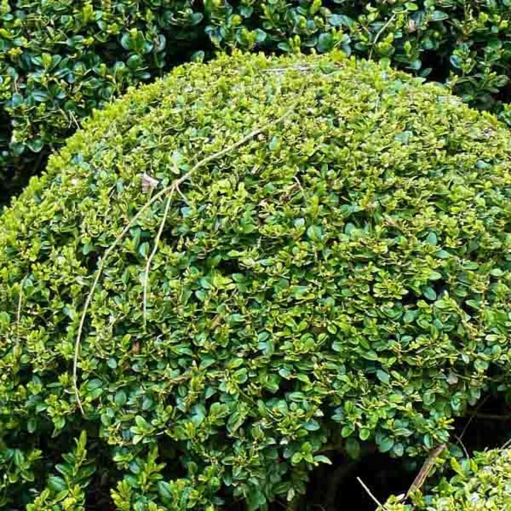 Buis double en boule de 20cm, Buxus sempervirens