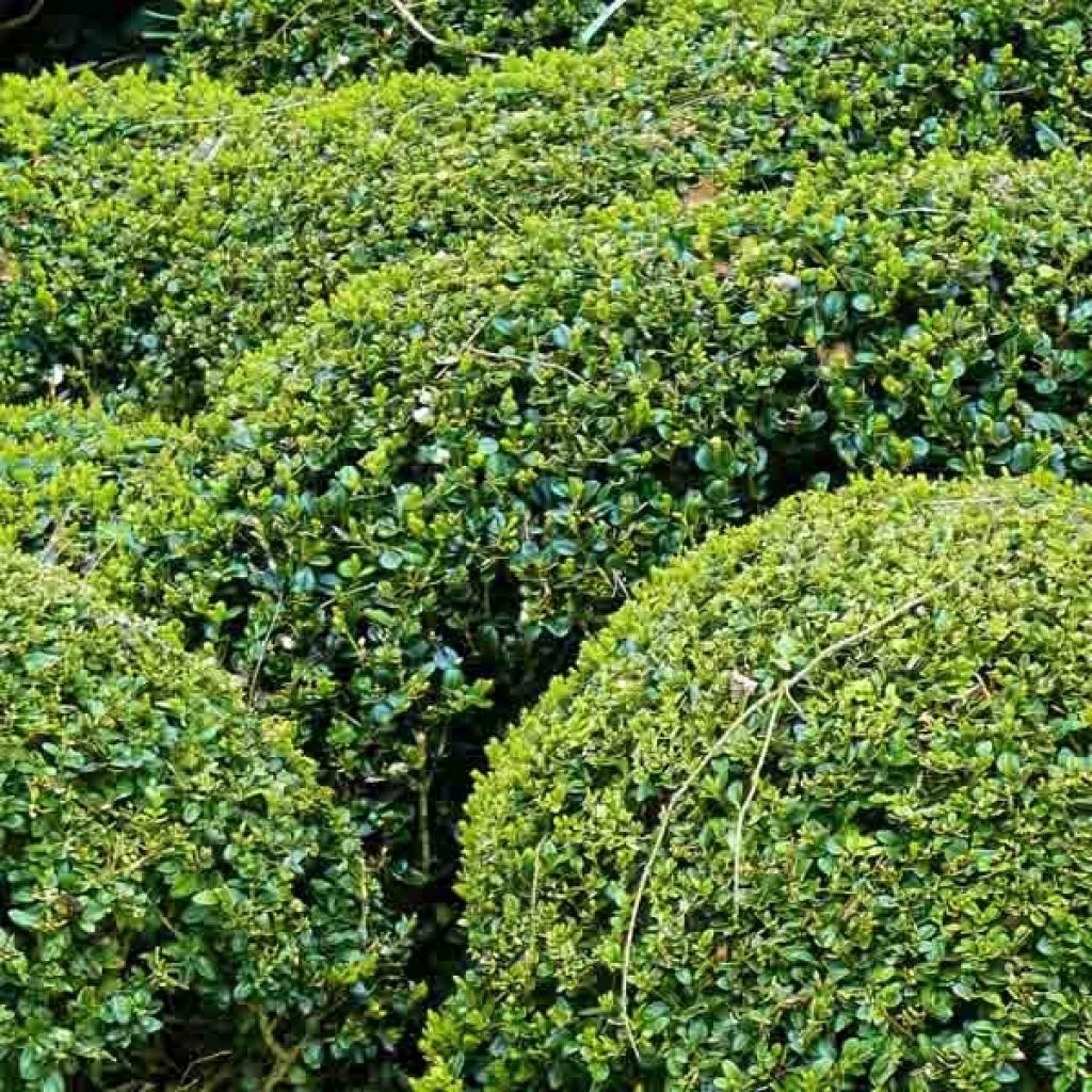 Buxus sempervirens - Boj bola enano