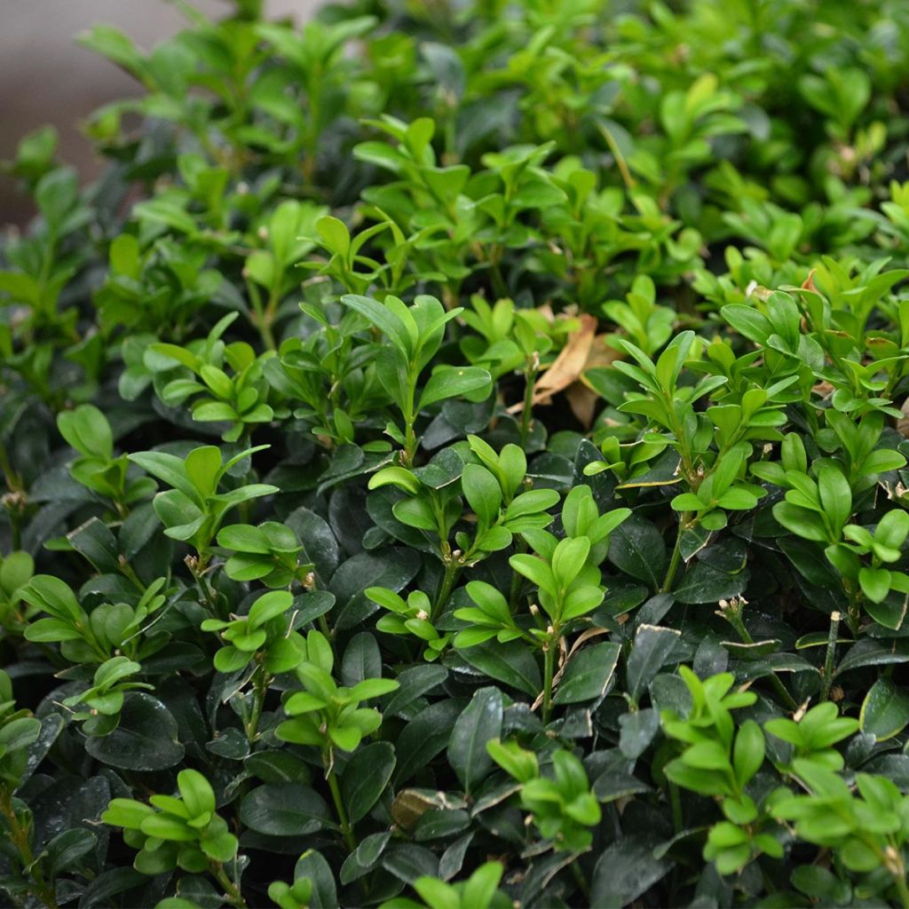 Buxus sempervirens - Boj bola enano