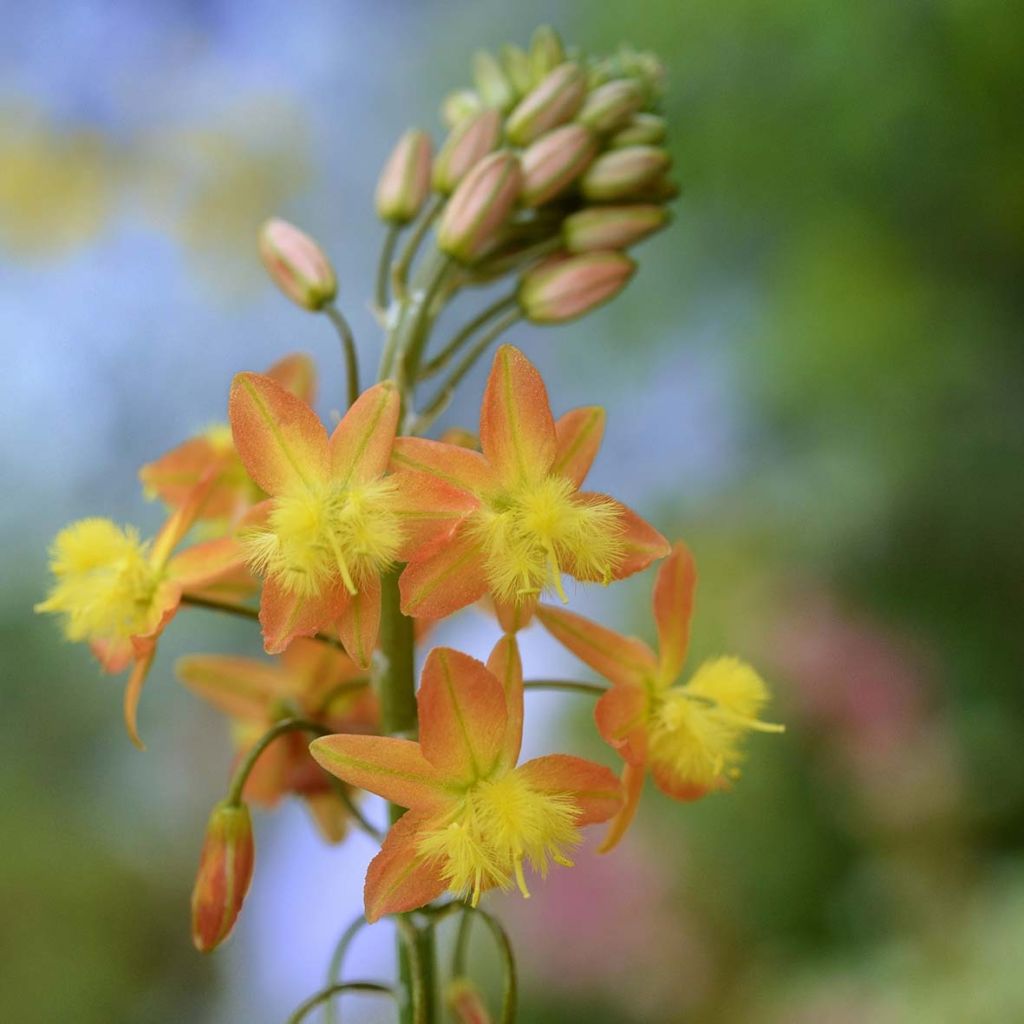 Bulbine frutescens