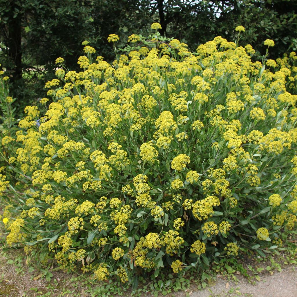 Bupleurum fruticosum - Adelfilla