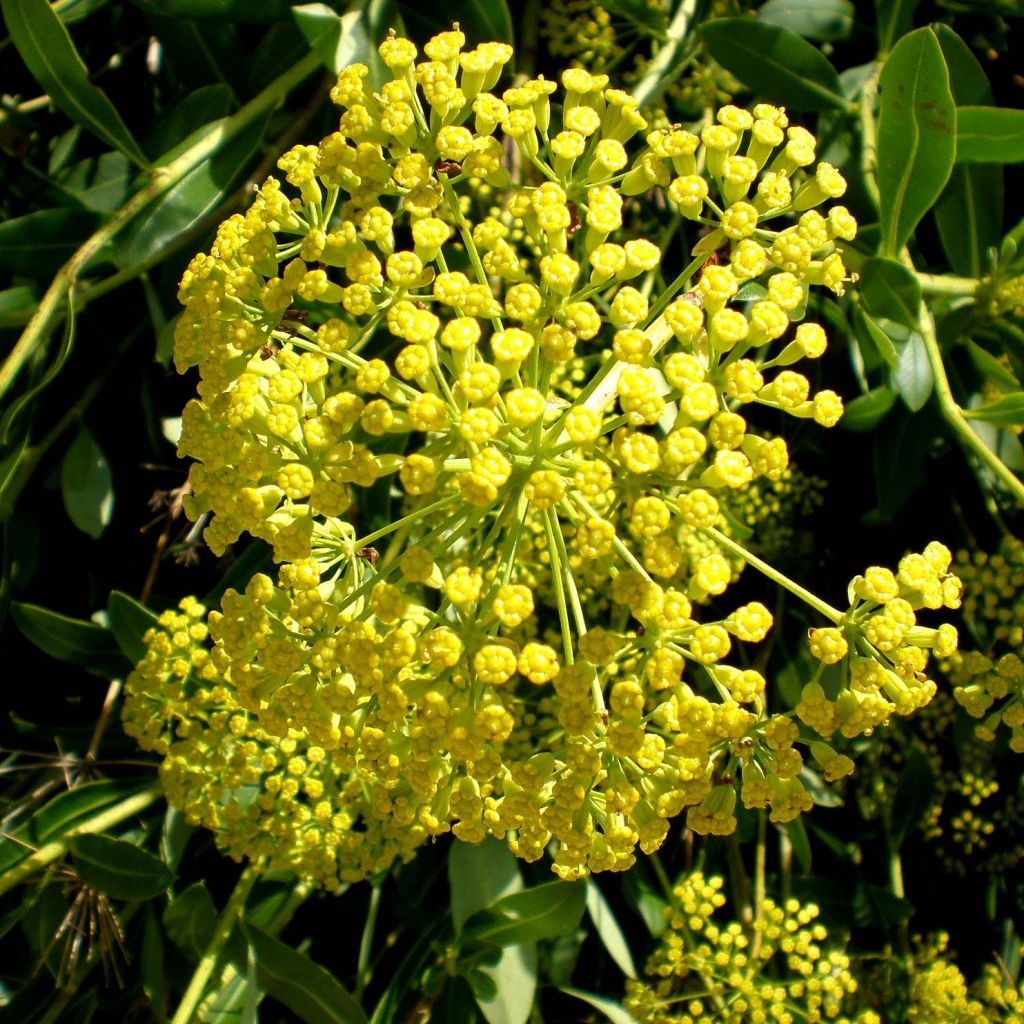 Bupleurum fruticosum - Adelfilla