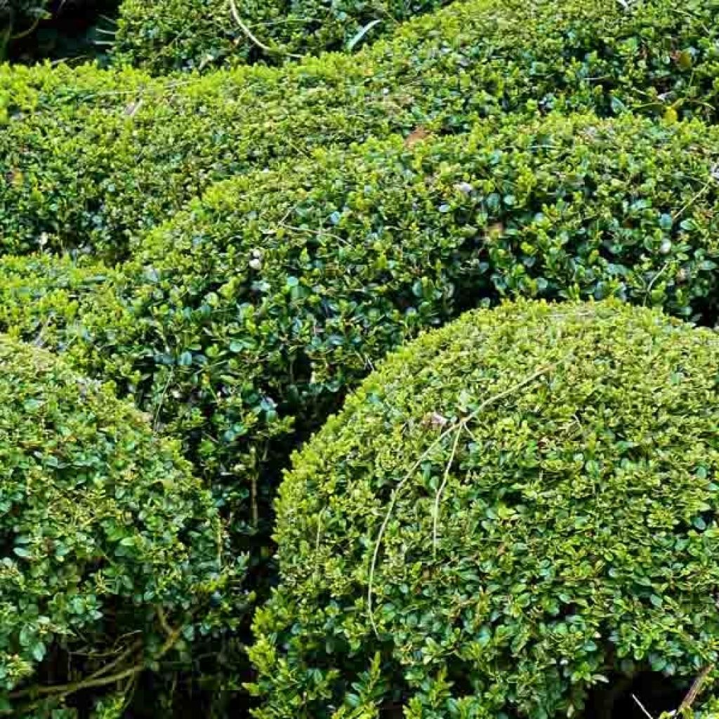 Boj enano - Buxus sempervirens Elegans