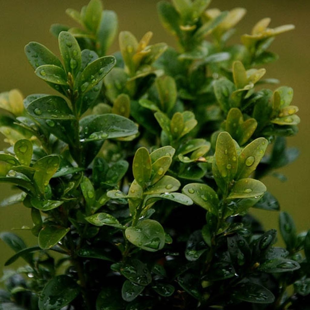 Boj enano - Buxus sempervirens Elegans