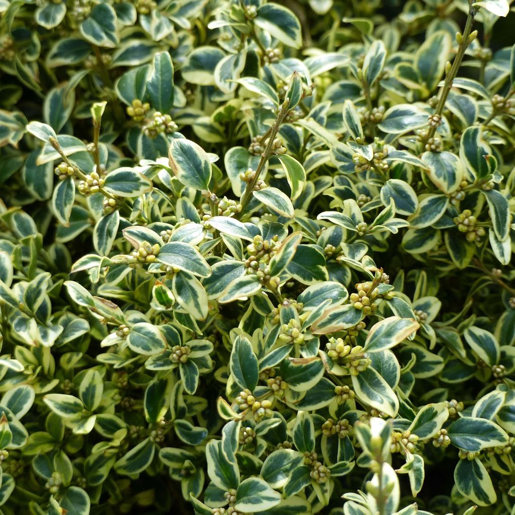 Boj enano - Buxus sempervirens Elegans