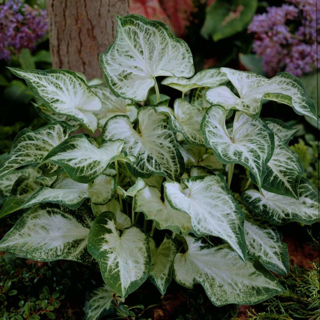 Caladium Aaron