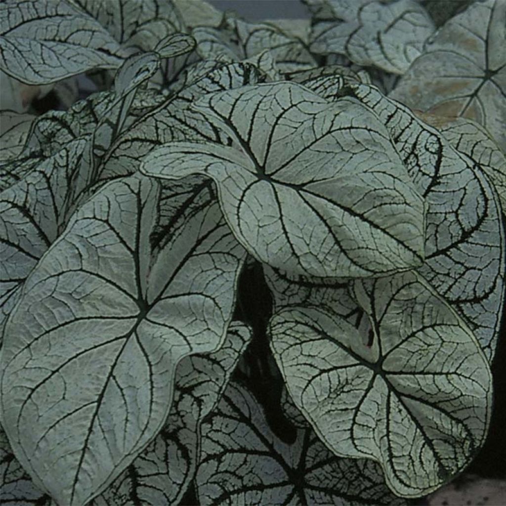 Caladium bicolor Candidum