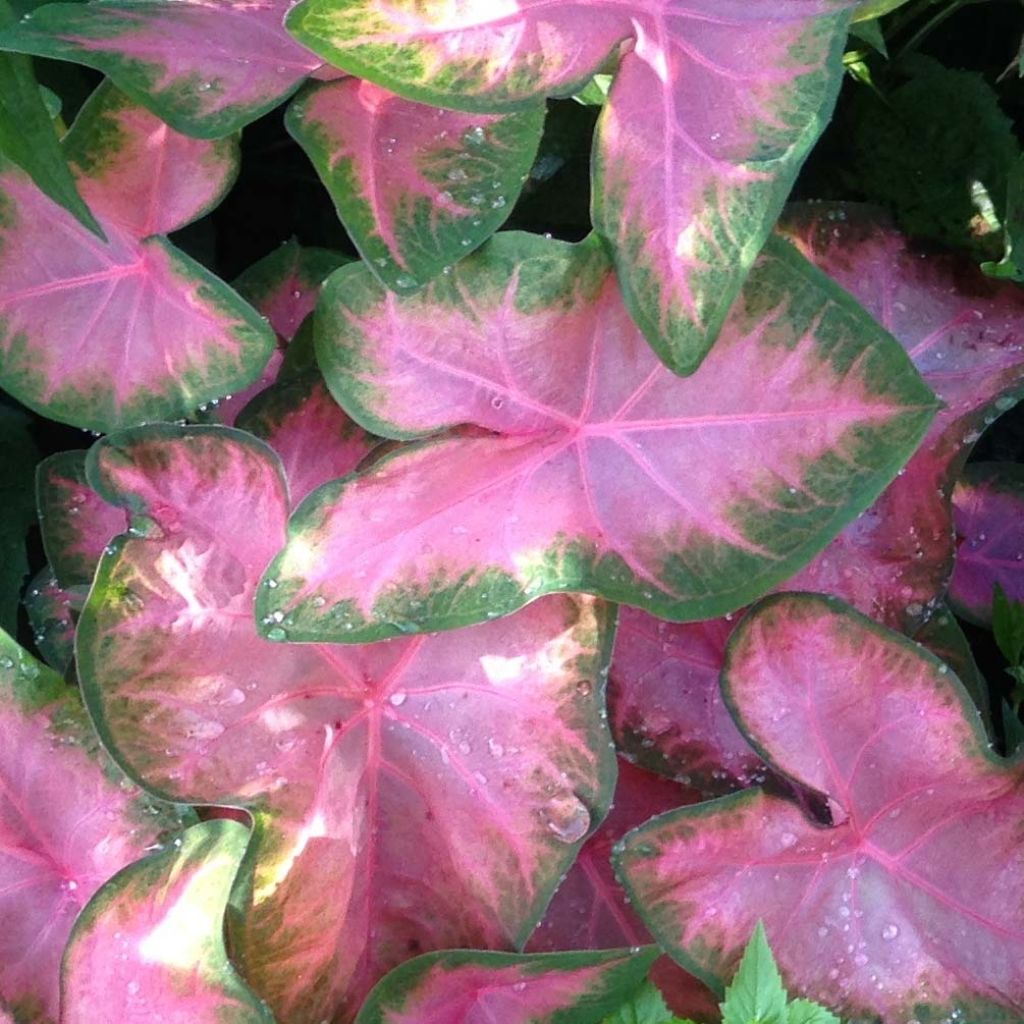 Caladium Rosebud