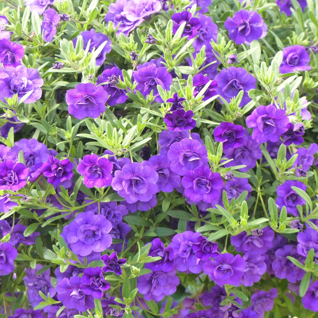 Calibrachoa hybrida Can-Can Rosies Blue