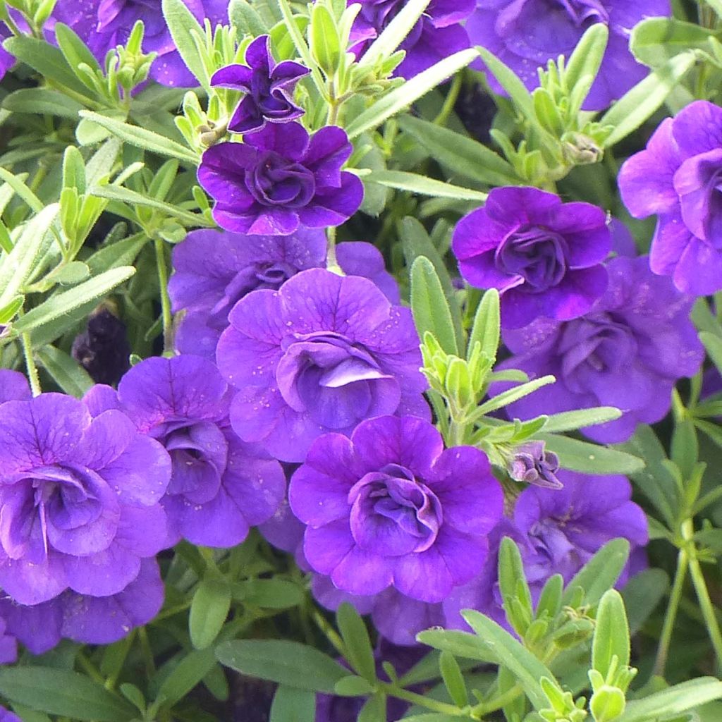 Calibrachoa hybrida Can-Can Rosies Blue