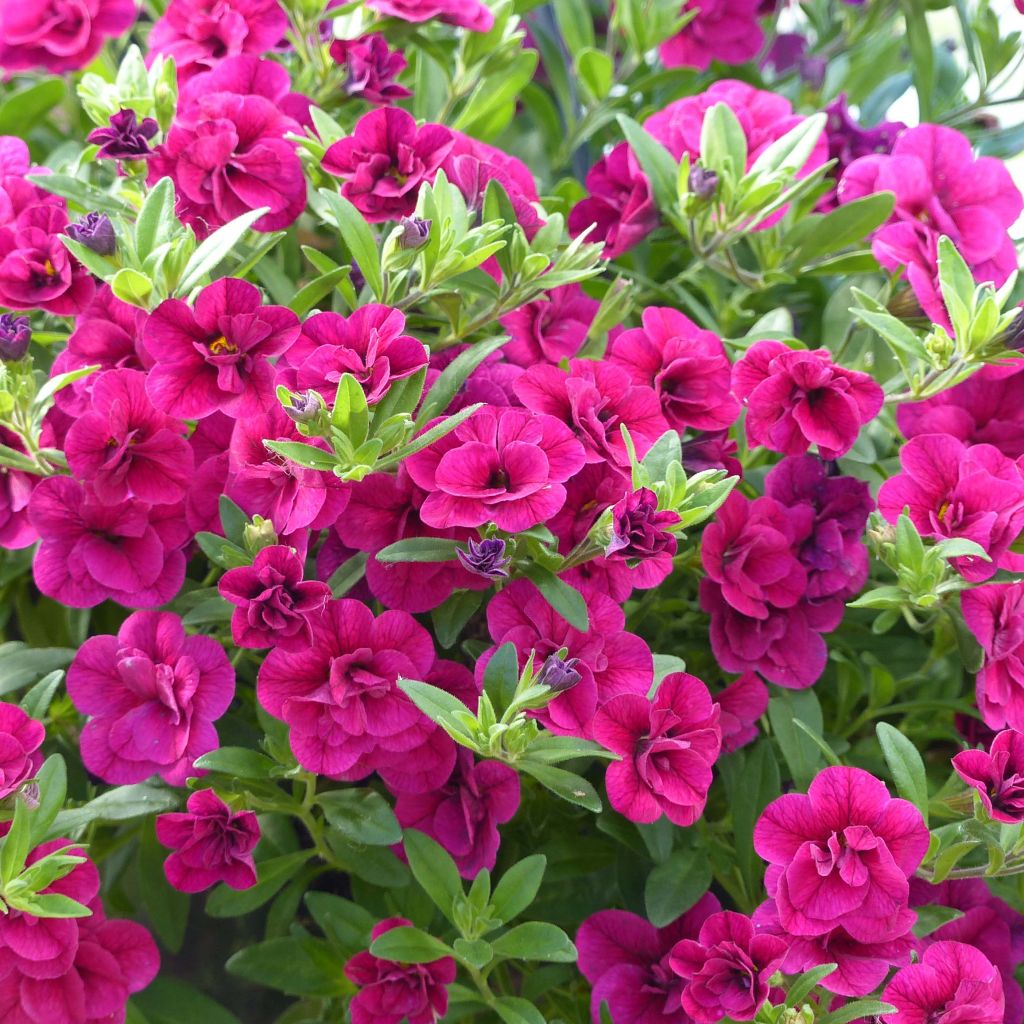 Calibrachoa hybrida Can-Can Rosies Pink