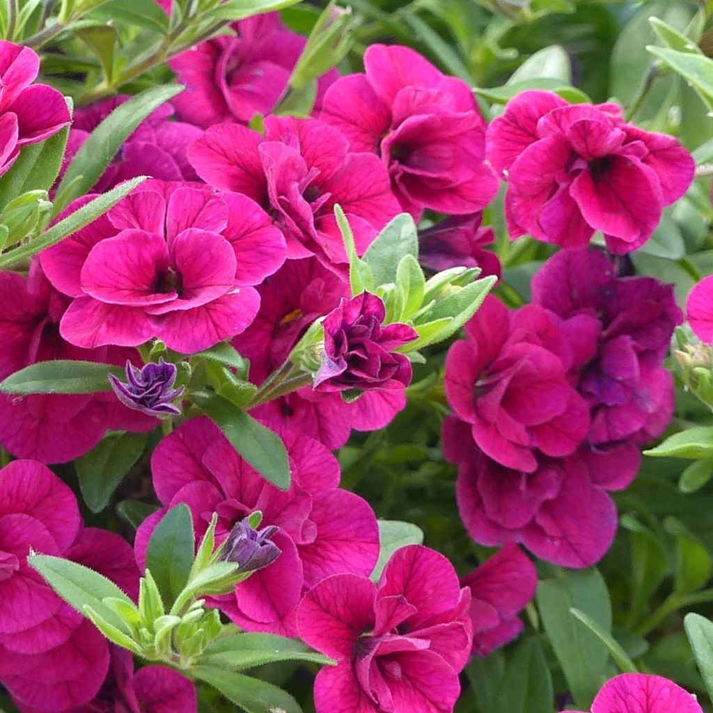 Calibrachoa hybrida Can-Can Rosies Pink