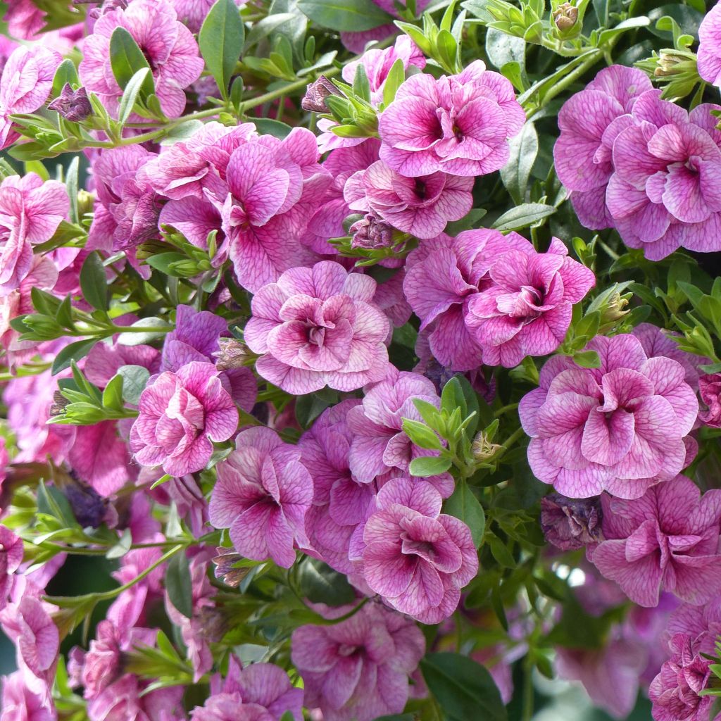 Calibrachoa hybrida Can-Can Rosies Pink Vein