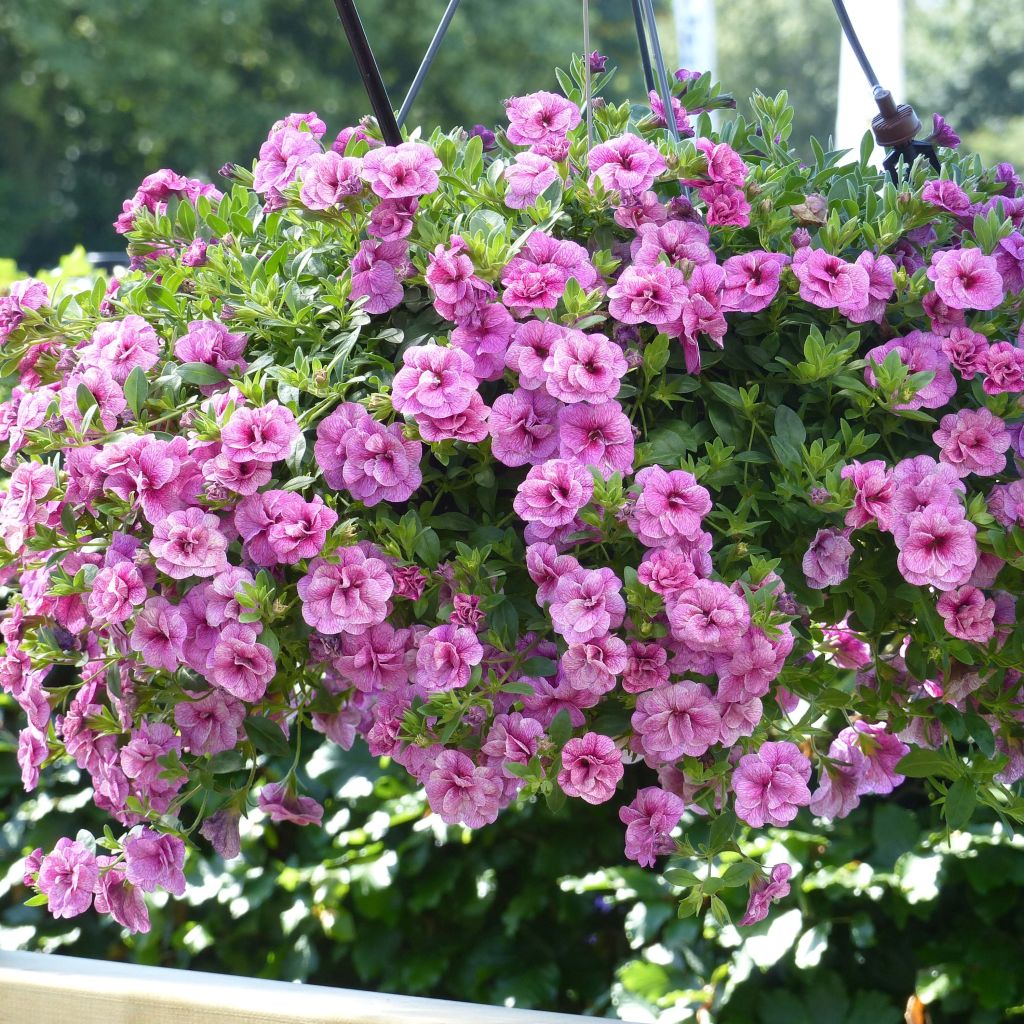 Calibrachoa hybrida Can-Can Rosies Pink Vein