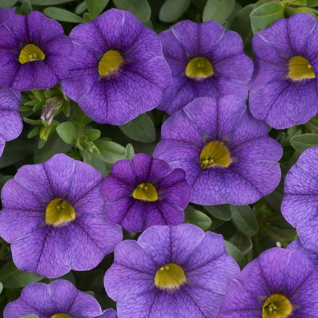 Calibrachoa hybrida Superbells Unique Blue Violet