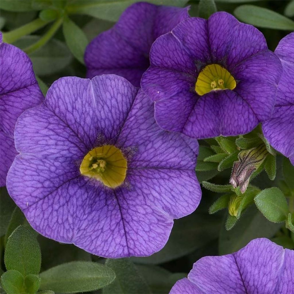 Calibrachoa hybrida Superbells Unique Blue Violet