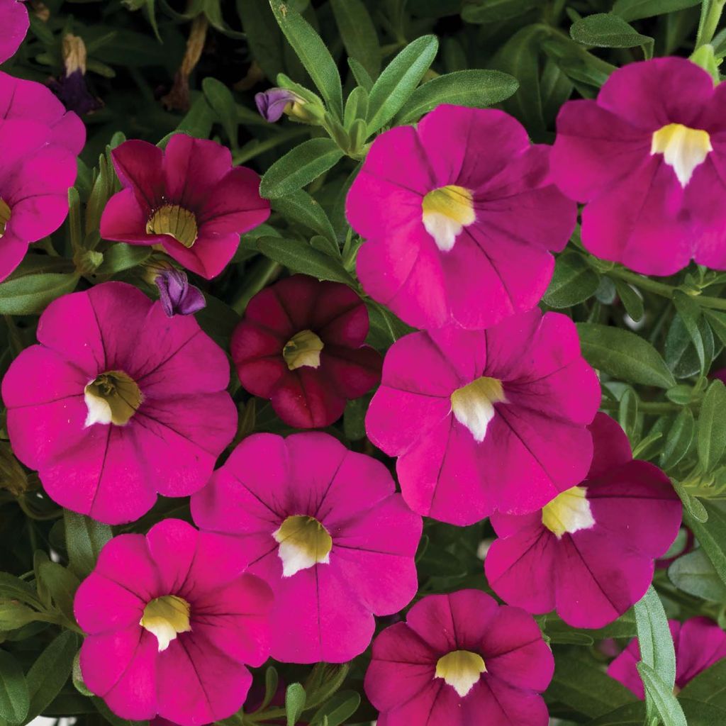 Calibrachoa hybrida Noa Dark Pink Carnival