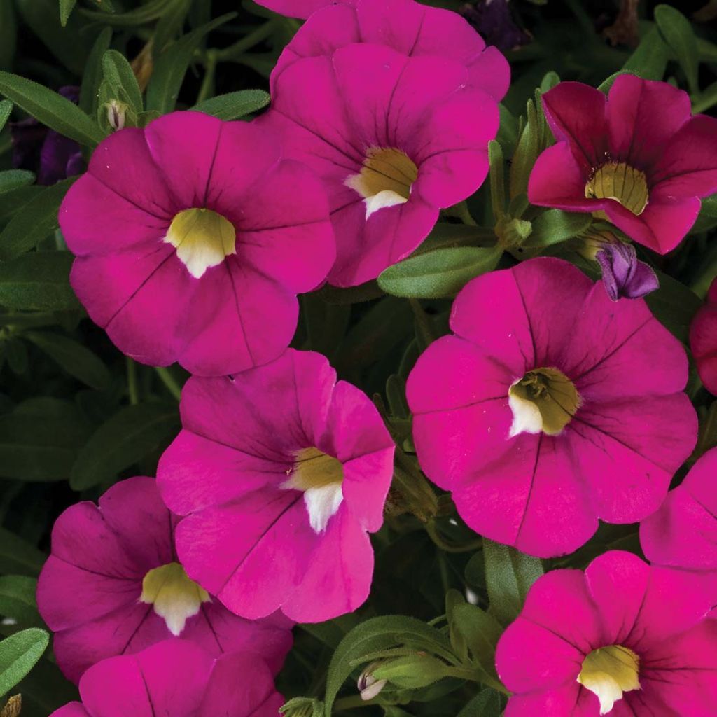 Calibrachoa hybrida Noa Dark Pink Carnival