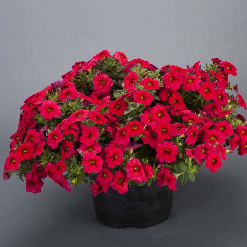 Calibrachoa hybrida Lia Dark Red