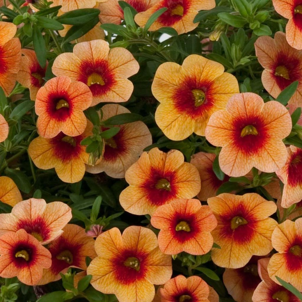 Calibrachoa hybrida Superbells Unique Mango Punch