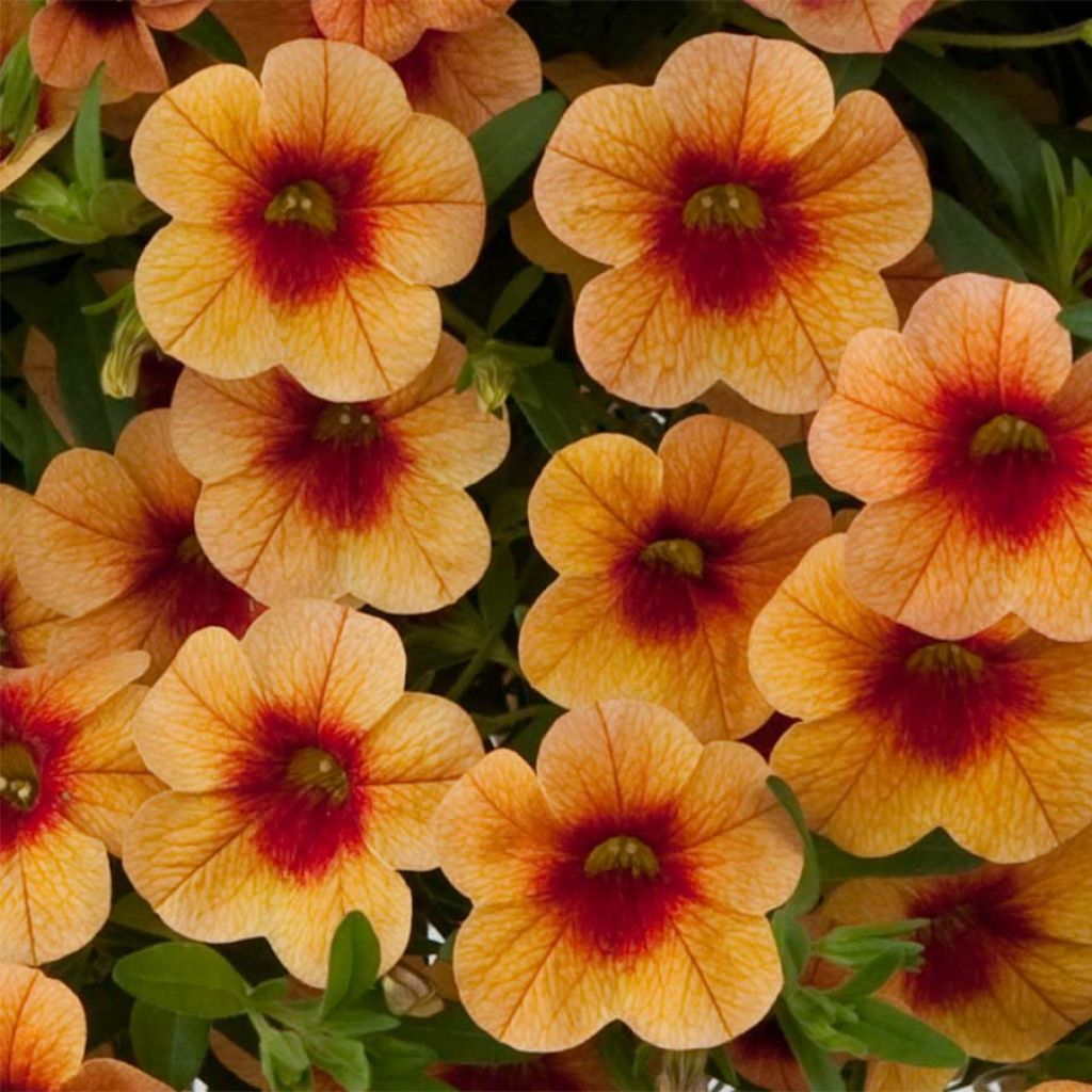 Calibrachoa hybrida Superbells Unique Mango Punch