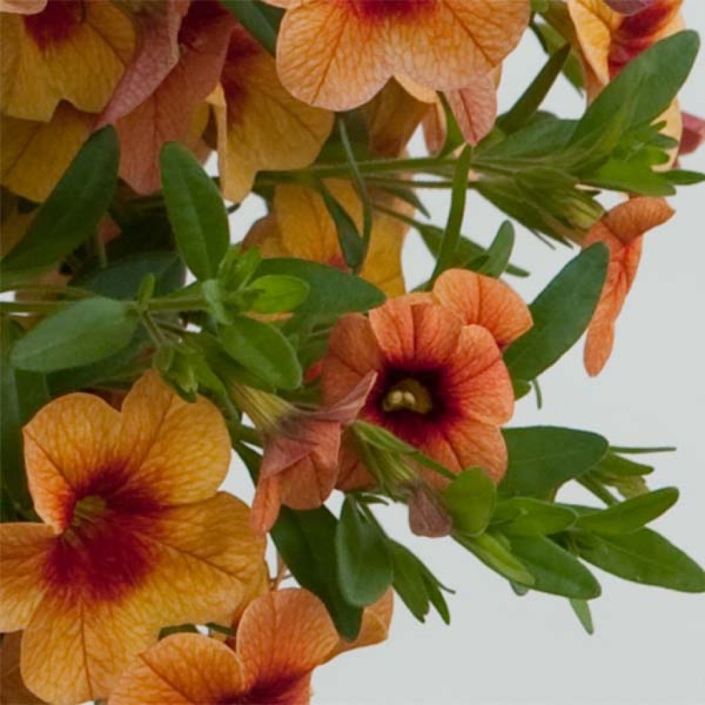 Calibrachoa hybrida Superbells Unique Mango Punch