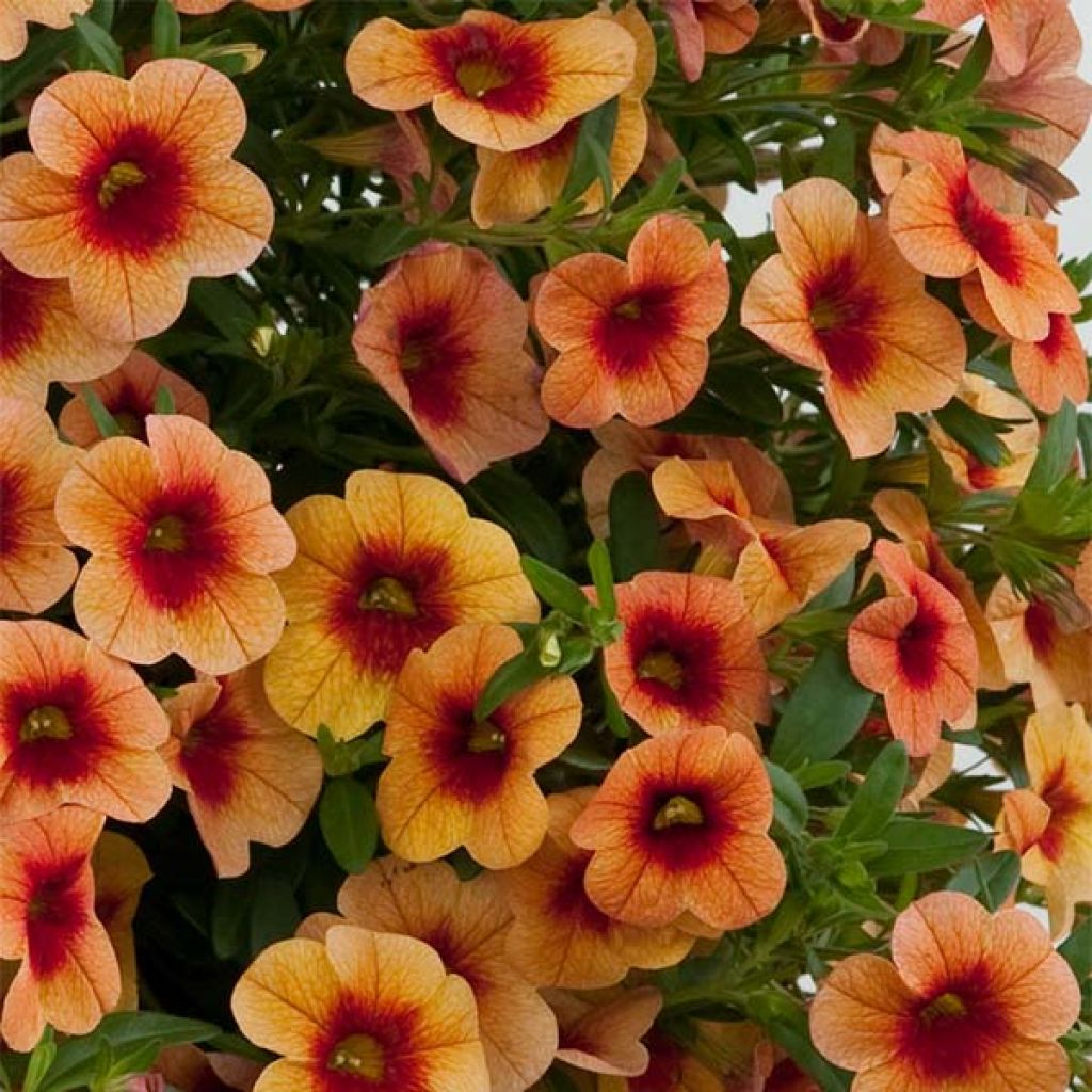 Calibrachoa hybrida Superbells Unique Mango Punch