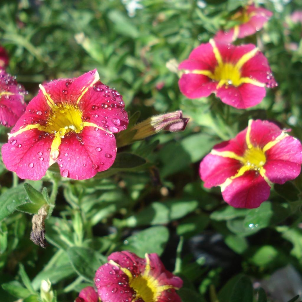 Calibrachoa Superbells Cherry Star