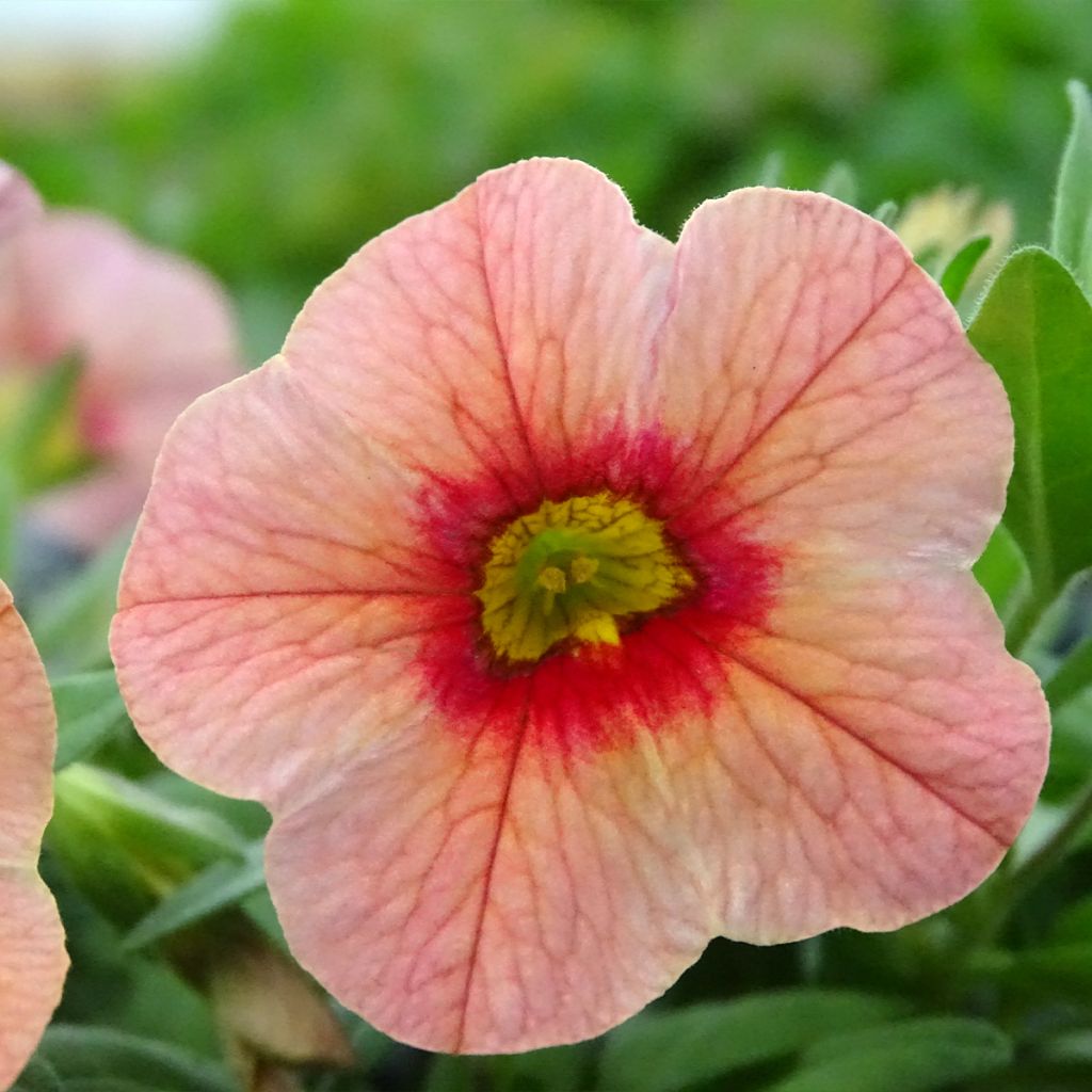 Calibrachoa hybrida Superbells Unique Mango Punch