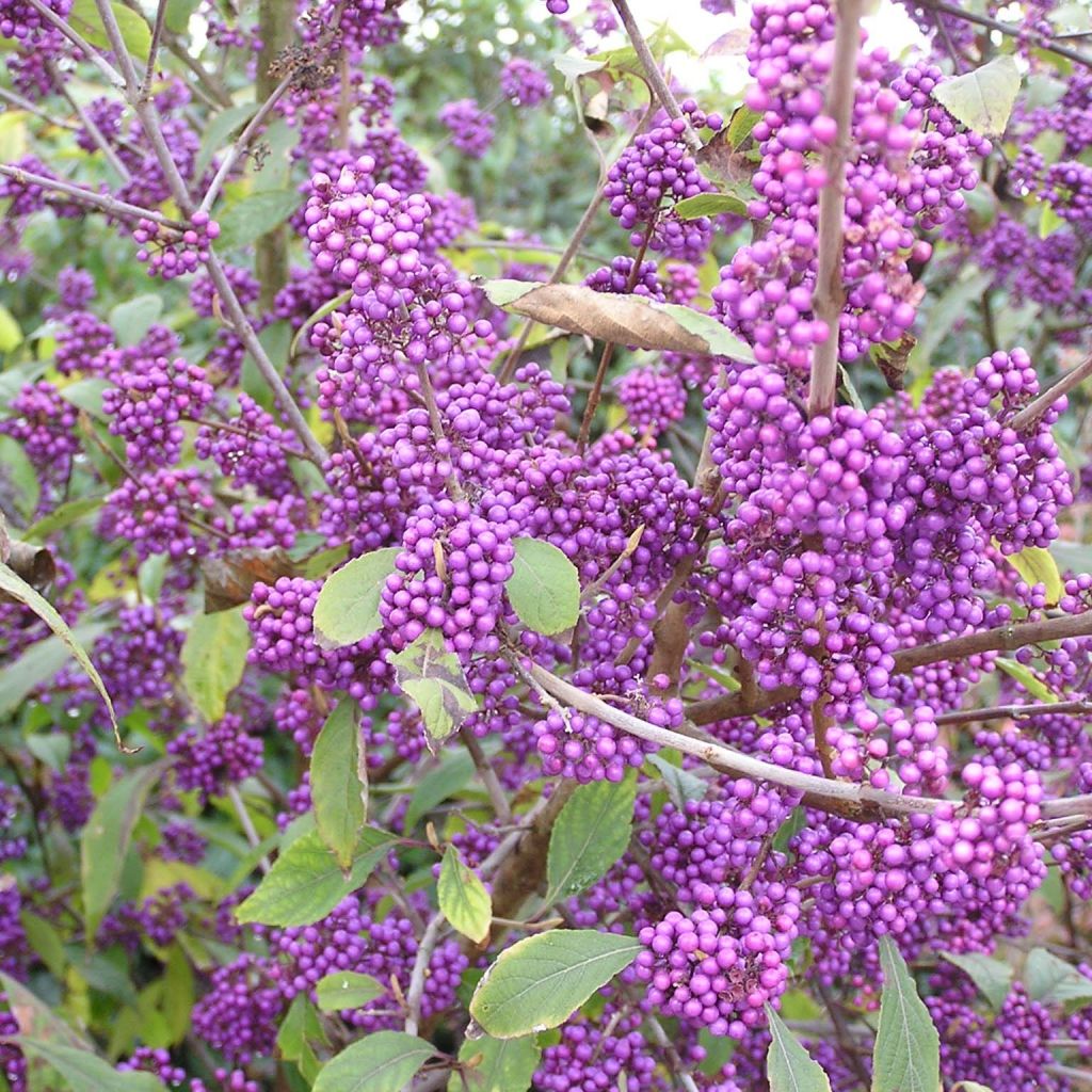 Callicarpa bodinieri var. giraldii Profusion