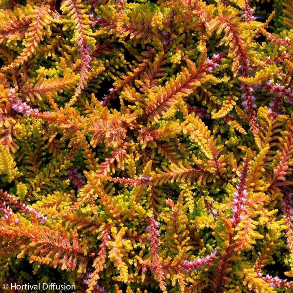 Calluna vulgaris Wickwar Flame - Brecina