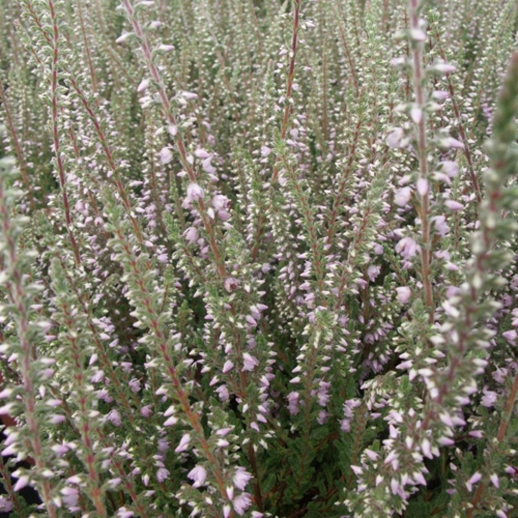 Calluna vulgaris Silver Knight - Brecina