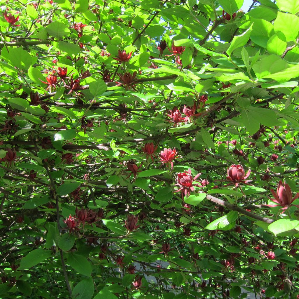 Calycanthus floridus - Árbol de las anémonas