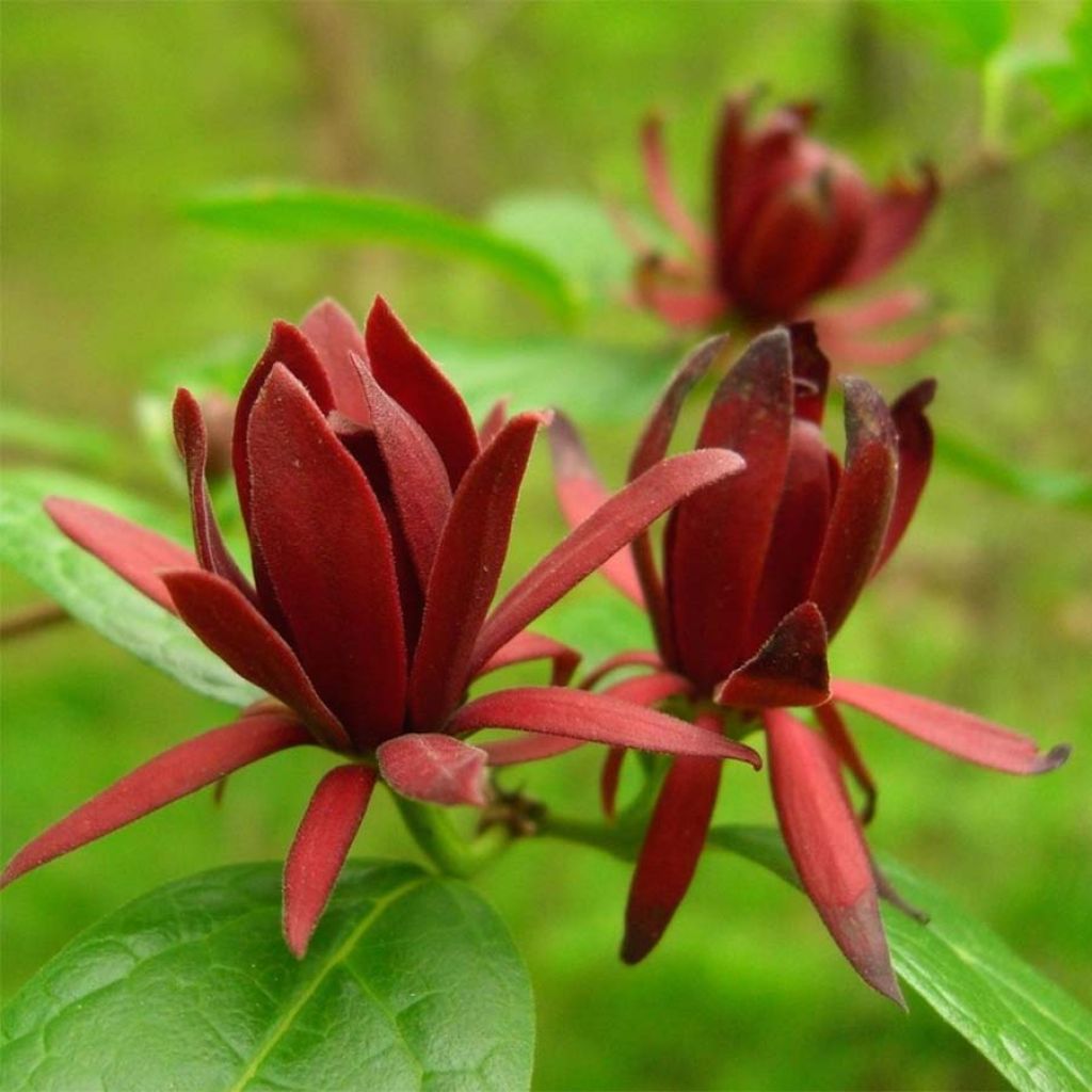 Calycanthus floridus - Árbol de las anémonas