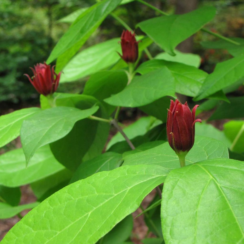 Calycanthus floridus - Árbol de las anémonas