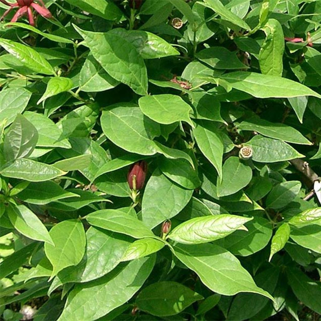 Calycanthus floridus - Árbol de las anémonas