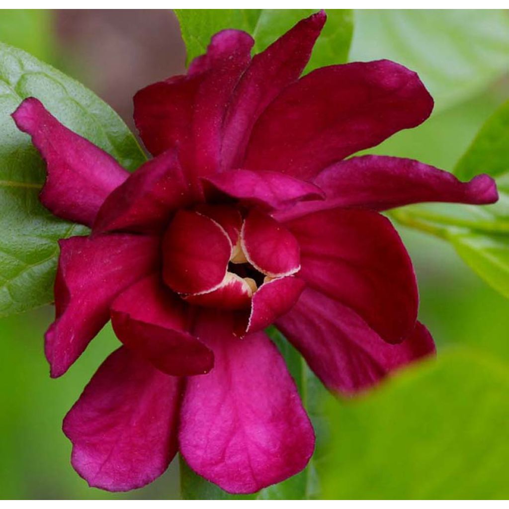 Calycanthus raulstonii Hartlage Wine - Árbol de las anémonas