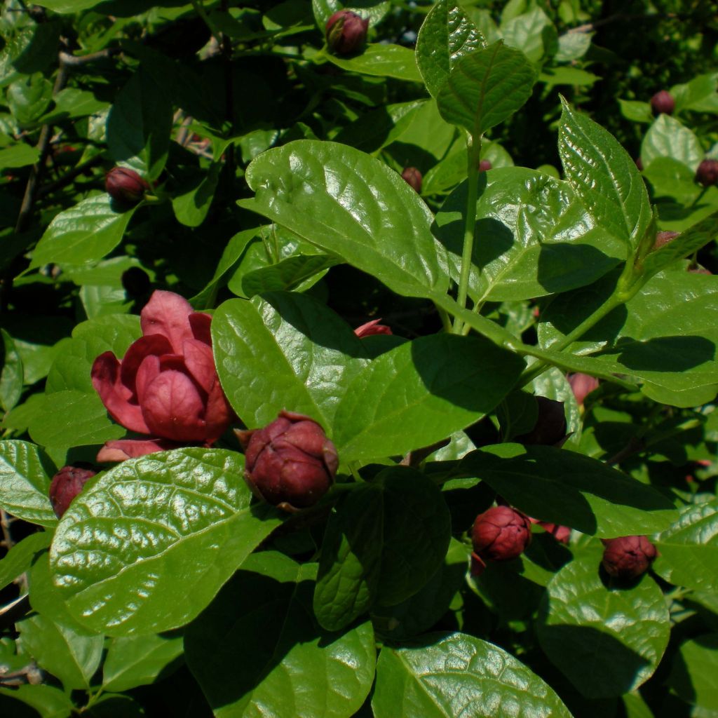 Calycanthus raulstonii Hartlage Wine - Árbol de las anémonas