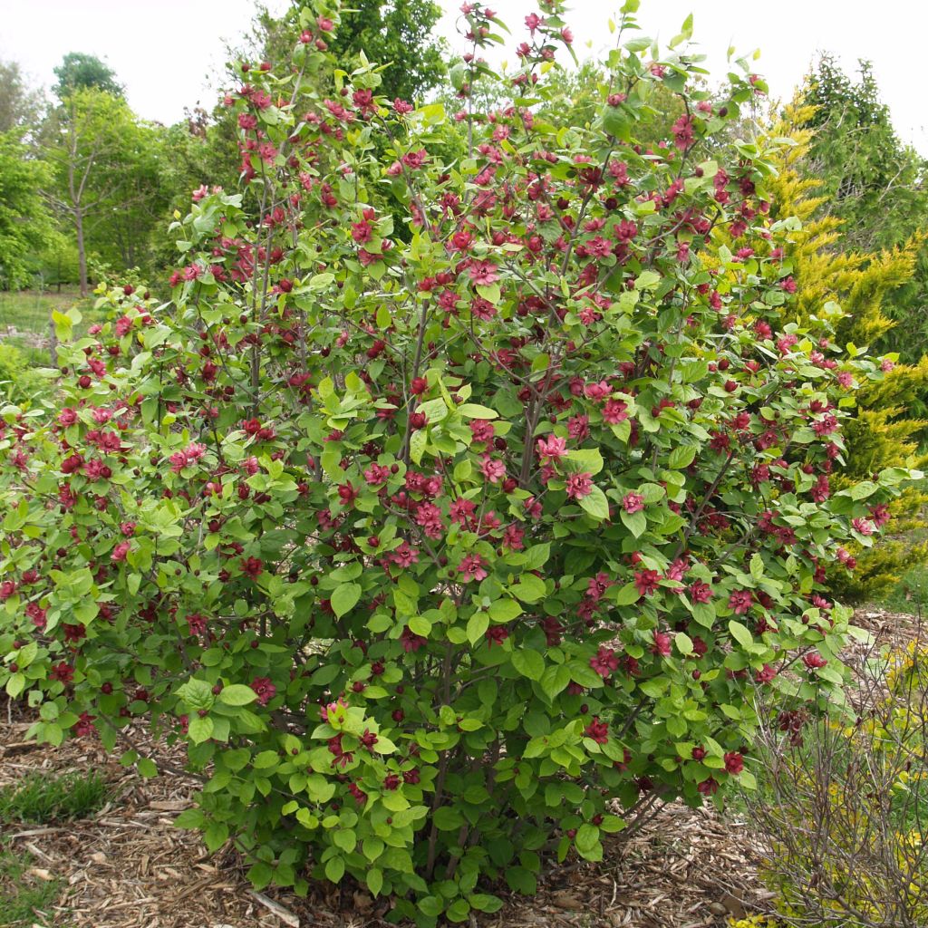 Calycanthus raulstonii Hartlage Wine - Árbol de las anémonas