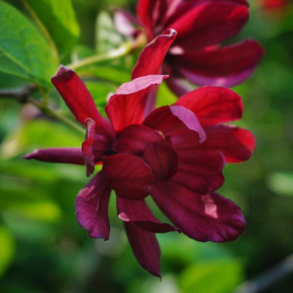 Calycanthus raulstonii Hartlage Wine - Árbol de las anémonas