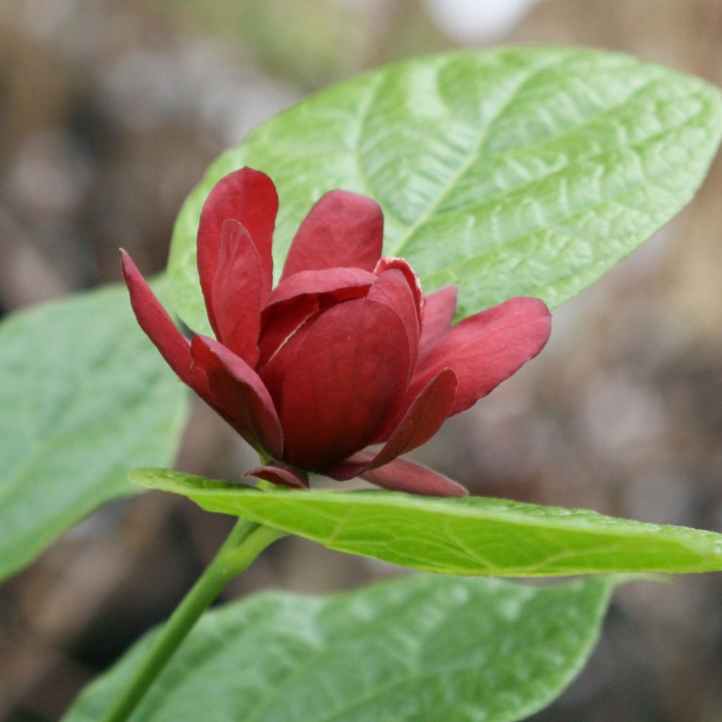 Calycanthus raulstonii Hartlage Wine - Árbol de las anémonas