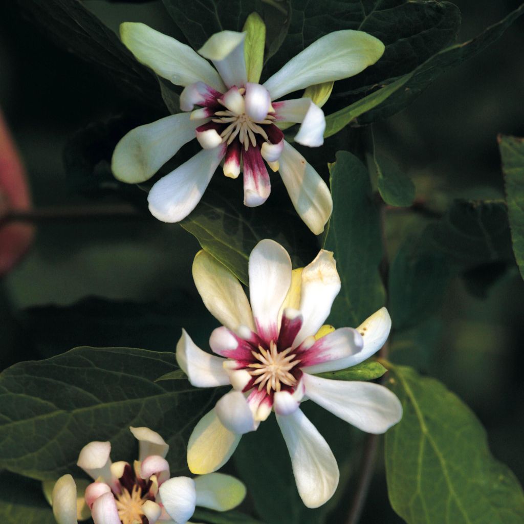 Calycanthus raulstonii Venus - Árbol de las anémonas