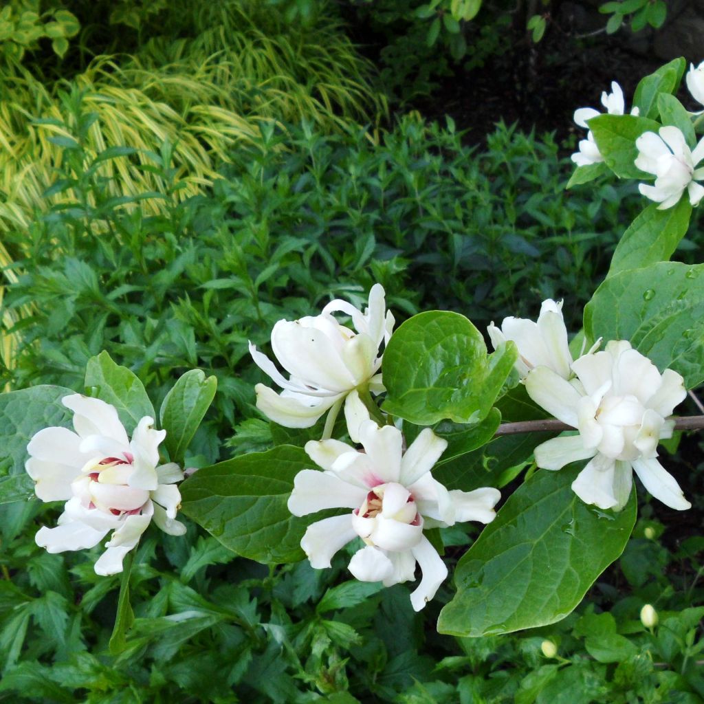 Calycanthus raulstonii Venus - Árbol de las anémonas