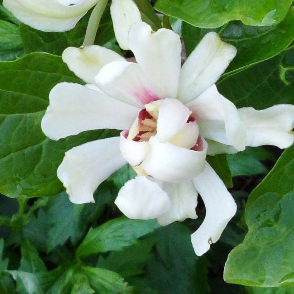 Calycanthus raulstonii Venus - Árbol de las anémonas