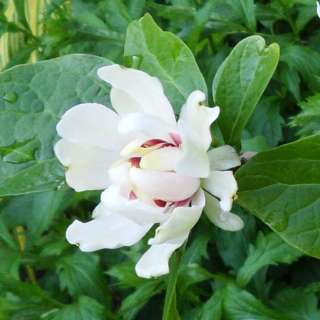 Calycanthus raulstonii Venus - Árbol de las anémonas